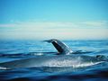 Płetwal błękitny osiąga długość do 33 m i masę do 200 ton. Fotografia wykonana u wybrzeży Kalifornii. Fot. Dan Shapiro, źródło: https://commons.wikimedia.org/wiki/File:Sanc0112_-_Flickr_-_NOAA_Photo_Library.jpg, dostęp: 03.02.2016
